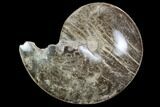 Polished Ammonite (Choffaticeras) Fossil - Morocco #103820-1